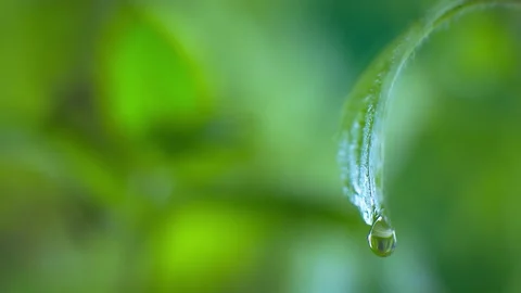 Freshness after rain. A drop of dew falls from a fresh leaf. Stock Footage 142335614