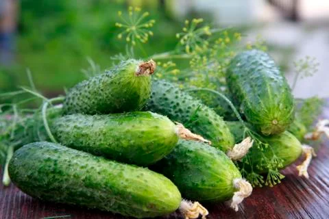 Freshness cucumbers Foto stock