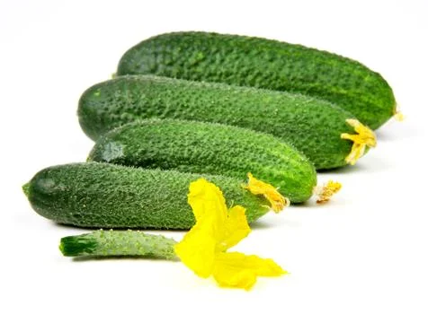 Freshness cucumbers - from small to large Stock Photos