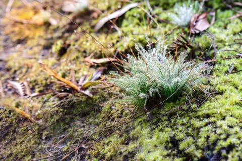 Freshness dew on grass. Stock Photos