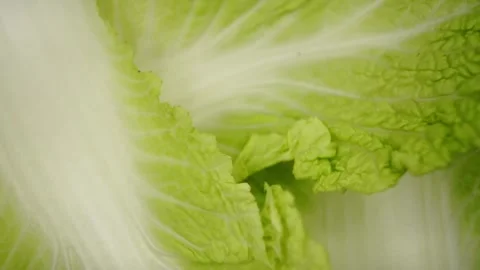 The freshness of green Beijing cabbage in this macro shot on a white background 库存影片 288359764