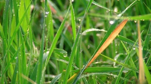 Freshness green grass with water drops Stock Footage 68325865