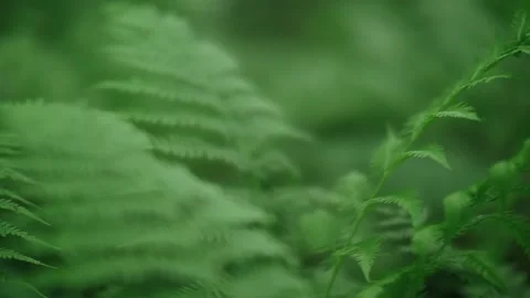 Freshness greenery fern textured leaves at summer rainforest close up exotic Stock Footage 145062218