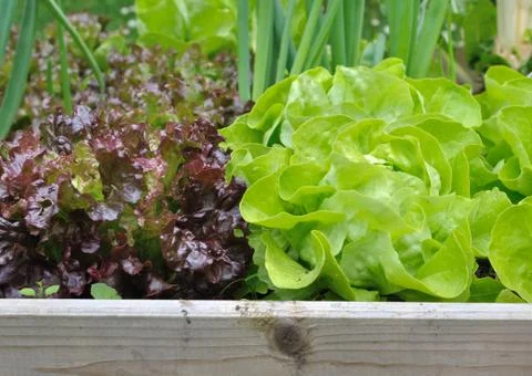 Freshness lettuce Stock Photos