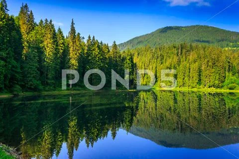 Freshness near forest Stock Photos