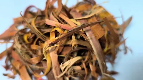 The freshness of organic spice as a source of alternative medicinal ingredient. Vídeos de archivo 328648791