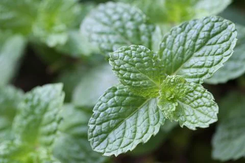 Freshness Peppermint leaf. Stock Photos