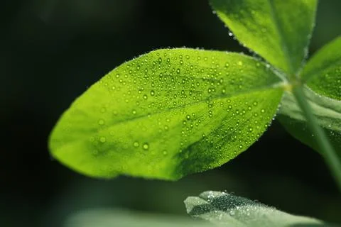 Freshness Stock Photos