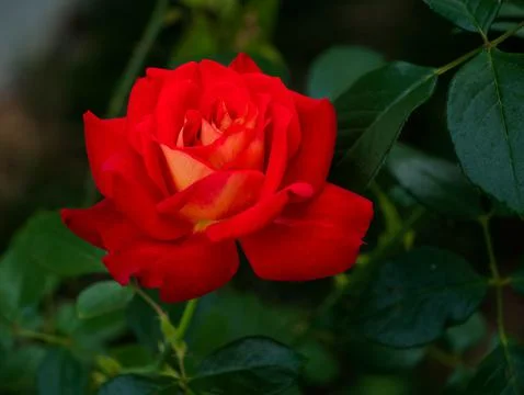 Freshness red rose Stock Photos