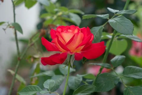 A freshness red rose Stock Photos