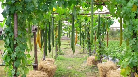 Freshness Sponge Gourd or Luffa gourd plant in farm Stock Footage 250307681