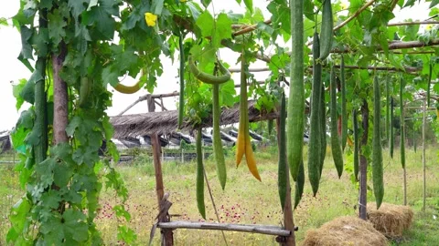 Freshness Sponge Gourd or Luffa gourd plant in farm Video stock 250307834