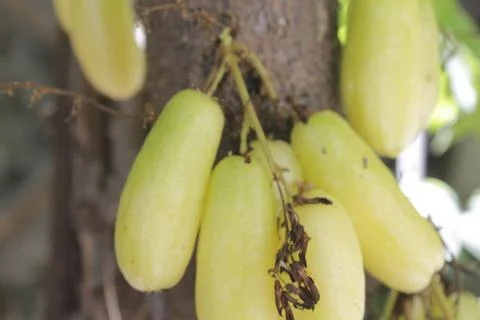 Freshness of starfruit Fotos de archivo