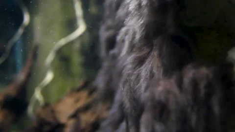 Freshwater algae Stock Footage 205031352