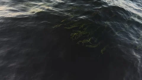 Freshwater algae or aquatic plants slowly sway underwater in the dark river Stock-Footage 329508828