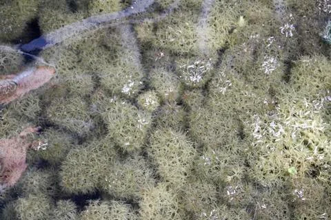 Freshwater Algae Stock Photos