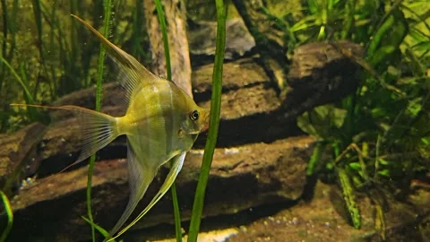 Freshwater angelfish  Stock Footage 277541551