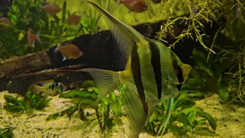  a freshwater angelfish Stock Footage 296850703
