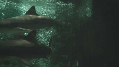 Freshwater aquarium beautiful shark fish underwater in fresh aquarium tank with Stock Footage