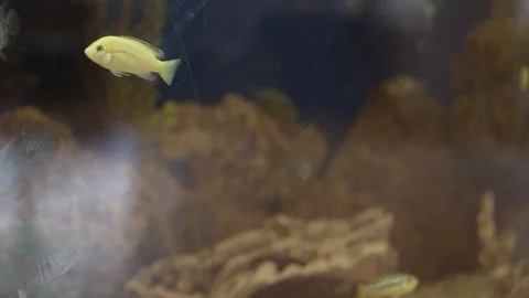 Freshwater aquarium Stock Footage 106112944