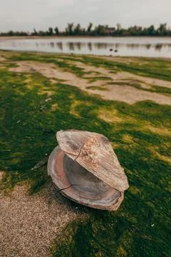 Freshwater bivalve shell exposed on algae-laden riverbanks due to dropping .. Fotos Stock