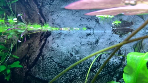 Freshwater butterfly fish eats insects. Feeding pets Stock Footage 151087586