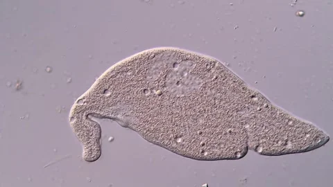 Freshwater Ciliate under microscope view 400x, Dileptus protozoa 스톡 동영상 310500918