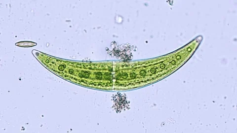 Unicellular Stock Video Footage | Royalty Free Unicellular Videos | Pond5