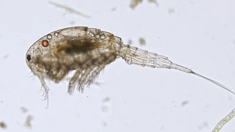 Freshwater copepod under the microscope Stock Footage 265680007