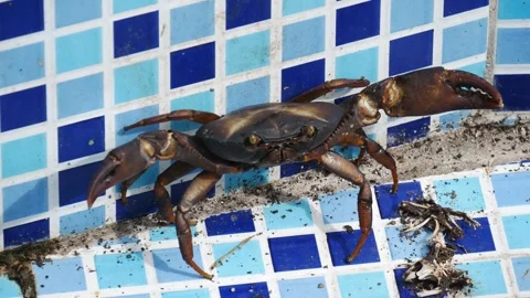 Freshwater Crab in an Empty Pool Stock Footage 290809193