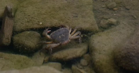 Freshwater crab Stock Footage 137652287