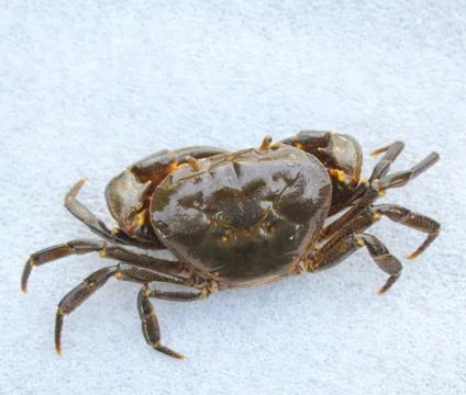 Freshwater crab isolated on white background Stock Photos