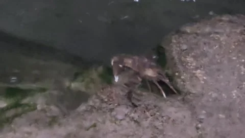 Freshwater Crab Moving Its Claws on Wet Riverside Rock Video stock 342798708