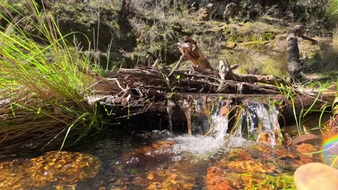 Freshwater Creek Flowing Over Fallen Tree Log in Outback Bushland Video stock 345099862