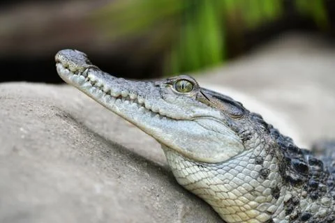 Freshwater crocodile ( Crocodylus mindorensis ) Stock Photos