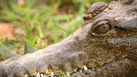 Freshwater Crocodile Stock Footage 312907068