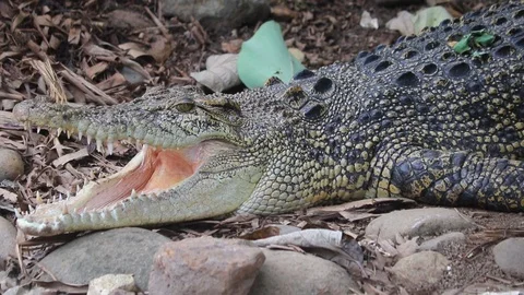 Freshwater crocodile Resting Stock Footage 108643167