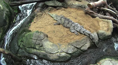 Freshwater Crocodile By A Stream Stock Footage 55015479