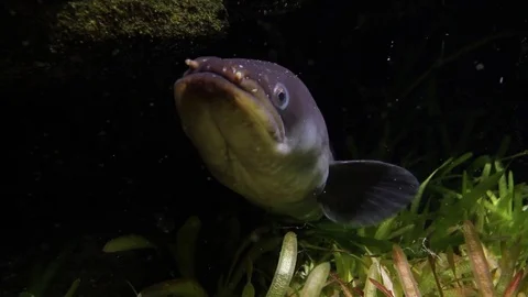 Freshwater Eel Video stock 74701052