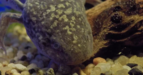 Freshwater eel. Moray eel. It lies at the bottom of the aquarium. Closeup. Stock Footage 166425603