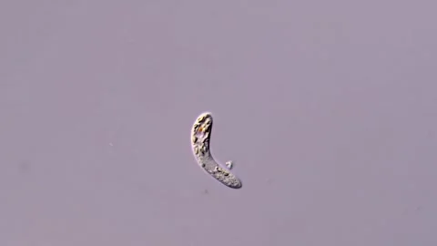 Freshwater euglena under microscopy view Vídeos de archivo 310490935