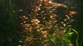 Freshwater Fish 20110925-125142 HD Footage