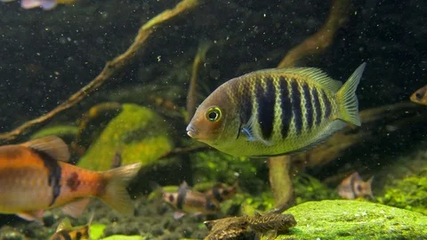 Freshwater fish in Amazon lake Stock Footage