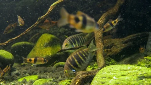 Freshwater fish in Amazon lake Video stock 107232427