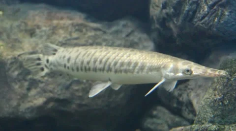 Freshwater fish in the Aquarium.2 Stock Footage 49878331