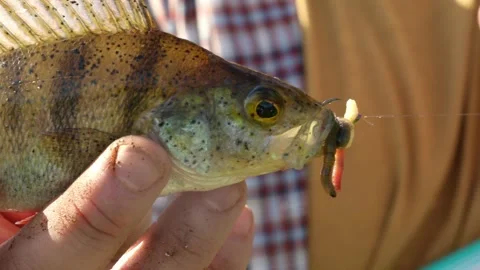 Freshwater Fish with Bait on Hook, Close-Up Fishing Detail Video stock 332307732