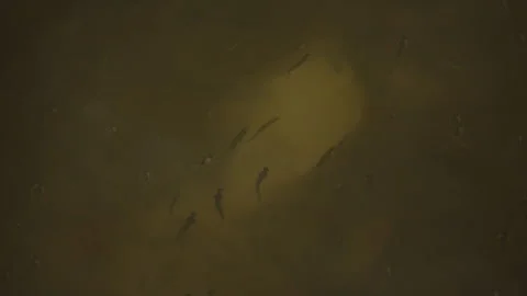Freshwater Fish Beneath River Surface Stock Footage 340485260