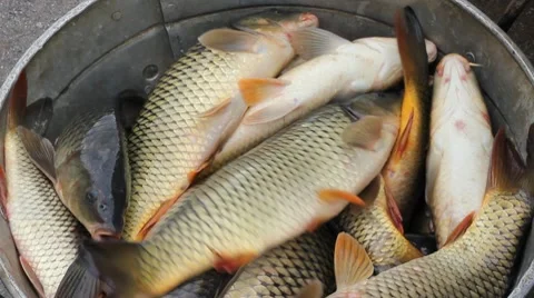 Freshwater Fish, Carp Stock Footage 10797911