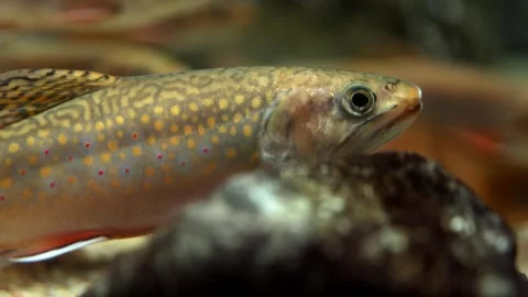 Freshwater fish with distinctive patterns swims among rocks and aquatic plants 库存影片 335088456