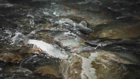 Freshwater Fish During Spawning Activity in Shallow River Stock-Footage 335791839